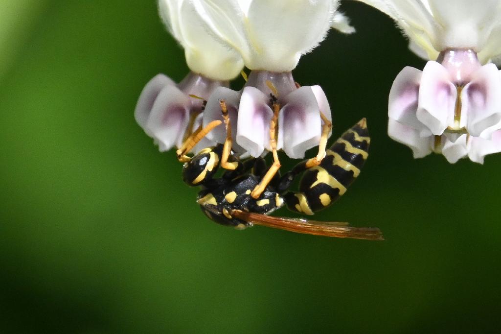 2025-08270184 Tower Hill Botanic Garden, MA.JPG - Yellowjacket on Baloon Plant (Gomphocarpus physocarpus). New England Botanic Garden at Tower Hill, MA, 8-27-2025